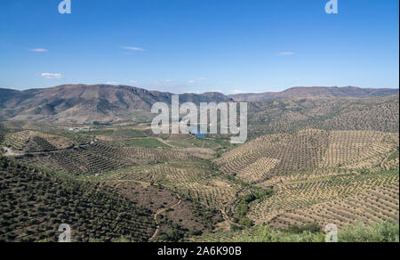 Terrassen der Weinreben für Portwein Produktionslinie die Hänge des Douro Tal bei Barça de Alva in Portugal Stockfoto