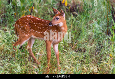 Eine schöne Weißwedelhirsche Fawn in einer Wiese Stockfoto