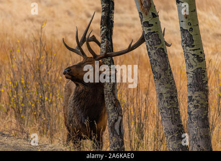 Eine große Bull Elk Reiben gegen eine Espe Baum im Herbst Stockfoto