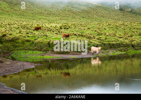Kühe um Lagoa do Peixinho. Pico, Azoren, Portugal Stockfoto