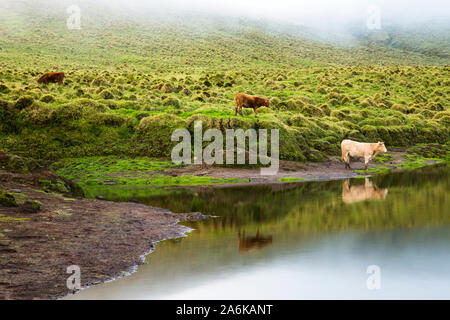 Kühe um Lagoa do Peixinho. Pico, Azoren, Portugal Stockfoto