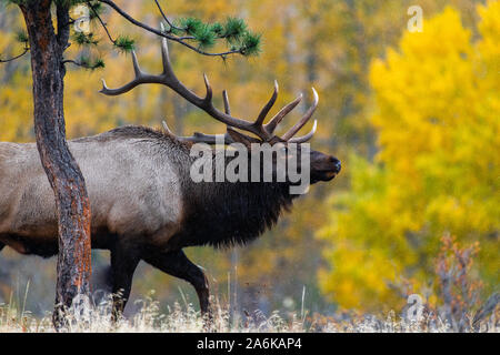 Eine große Bull Elk Roaming der Wald im Herbst Stockfoto