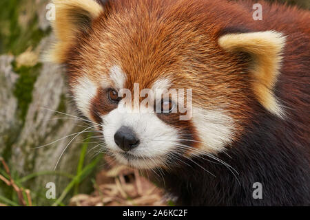 Nahaufnahme, Porträt eines Roten Panda, aka Lesser Panda. Stockfoto