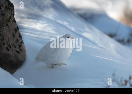 Eine schöne, weiße-tailed Ptarmigan im Schnee Stockfoto