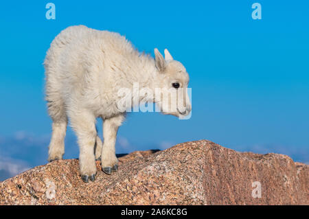 Eine junge Bergziege Zicklein auf dem Gipfel des Berges Stockfoto