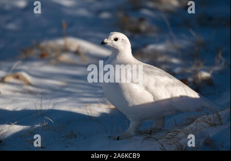 Eine schöne, weiße-tailed Ptarmigan im Schnee Stockfoto