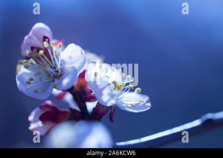Foto Blühender Baum brunch mit weißen Blumen auf Bokeh grüner Hintergrund Stockfoto