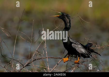 Anhinga "singende" auf einem Zweig über einen Sumpf Stockfoto