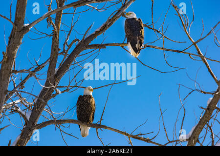 Eine majestätische Adler Paar in einem Baum gehockt Stockfoto