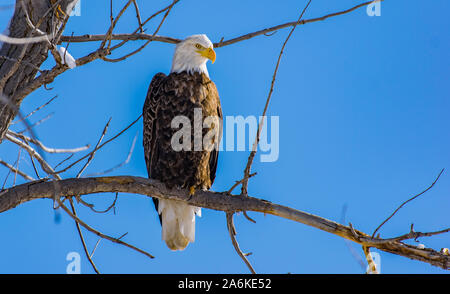 Eine majestätische Adler hoch oben in einem Baum Stockfoto
