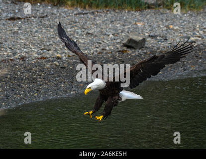 Eine majestätische Adler kommen für eine Landung Stockfoto