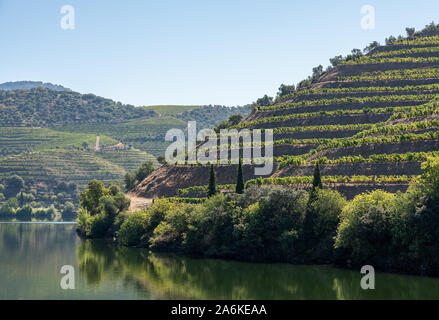 Weinberge an den Hängen des Flusses Douro in Portugal in/auf einem größeren Hafen Wein Bezirk Stockfoto