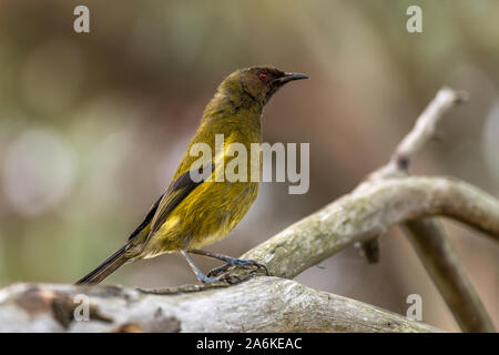 Eine endemische Bellbird in Neuseeland Stockfoto