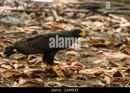 Eine gemeinsame Black Hawk Fütterung auf eine Krabbe in Costa Rica Stockfoto