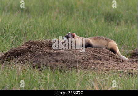 Eine föderativ gefährdet Schwarz-füßiges Frettchen, die auf dem Colorado Plains Stockfoto