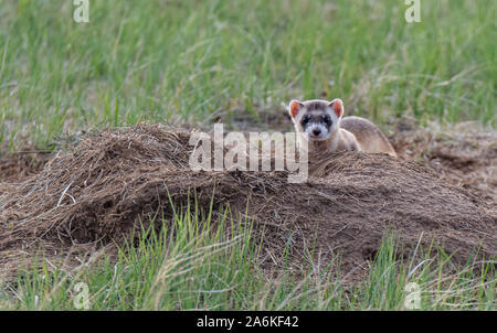 Eine föderativ gefährdet Schwarz-füßiges Frettchen, die auf dem Colorado Plains Stockfoto