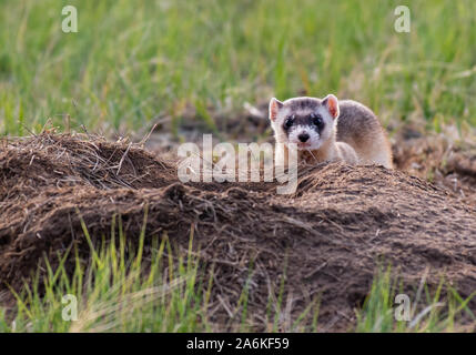 Eine föderativ gefährdet Schwarz-füßiges Frettchen, die auf dem Colorado Plains Stockfoto