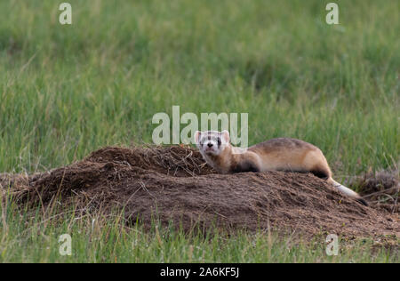 Eine föderativ gefährdet Schwarz-füßiges Frettchen, die auf dem Colorado Plains Stockfoto