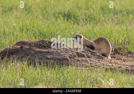 Eine föderativ gefährdet Schwarz-füßiges Frettchen, die auf dem Colorado Plains Stockfoto