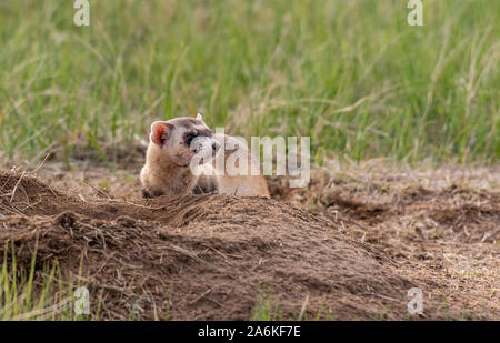 Eine föderativ gefährdet Schwarz-füßiges Frettchen, die auf dem Colorado Plains Stockfoto