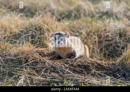 Eine föderativ gefährdet Schwarz-füßiges Frettchen, die auf dem Colorado Plains Stockfoto