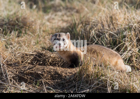 Eine föderativ gefährdet Schwarz-füßiges Frettchen, die auf dem Colorado Plains Stockfoto