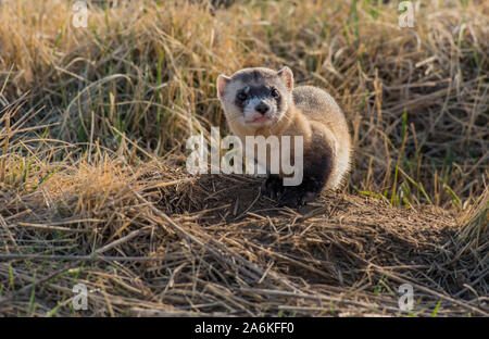 Eine föderativ gefährdet Schwarz-füßiges Frettchen, die auf dem Colorado Plains Stockfoto