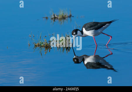 Einen schönen Schwarz-necked Stelze Suchen nach Essen in einer absolut ruhigen Pool mit perfekte Reflektion Stockfoto