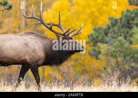 Große Bull Elk in Colorado im Herbst Farben und schneit Stockfoto