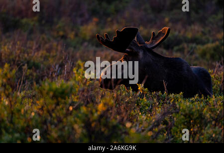 Eine große Bull Moose mit Samt Geweih an einem Frühlingsmorgen Stockfoto