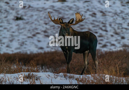 Eine große Bull Moose in den Snowy Mountains in Colorado Stockfoto