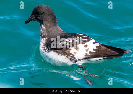 Ein Cape Petrel vor der Küste von Neuseeland Stockfoto