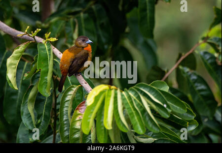 Eine bunte Weibliche Mellie Tanager thront in einem Baum in Costa Rica Stockfoto