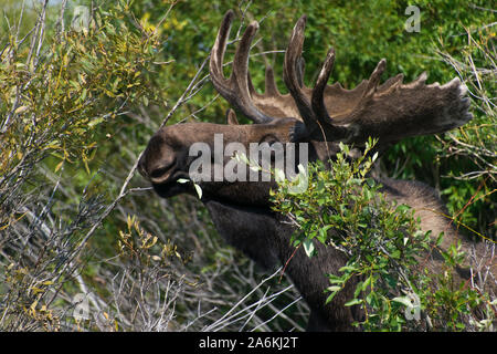 Eine große Bull Moose mit Samt Geweih Nahrungssuche auf Weiden im Frühjahr Stockfoto