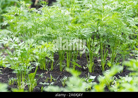 Grün Karotte Blätter wachsen in einem Garten bed Stockfoto