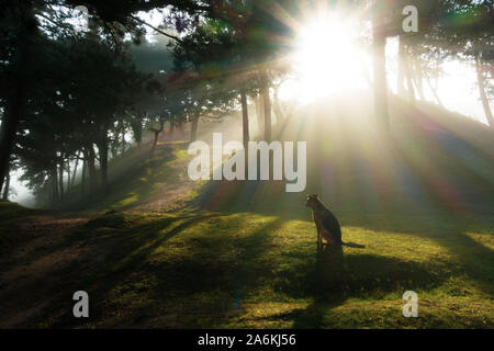 Hund sitzend wehmütig warten in einer atemberaubenden Wäldern in den Sonnenaufgang mit Nebel durch die Bäume. Großbritannien Stockfoto