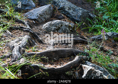 Baumwurzeln auf Schmutz weg. Wandern im Nadelwald im Sommer. Tourismus und Reisen Stockfoto