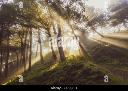 Atemberaubende Licht und strahlen wie die Sonne strömt durch Bäume auf einem nebligen Morgen, UK Landschaften Stockfoto