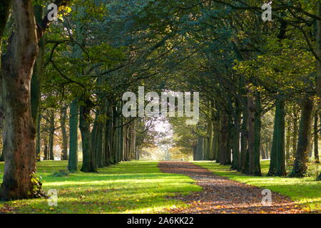 Ein Fußweg in einer Decke der Blätter läuft durch einen Wald Avenue an der Bügel Newsam in Leeds abgedeckt. Stockfoto