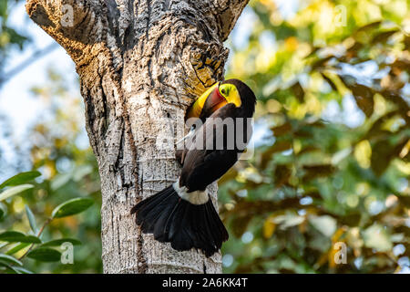 Eine gelb-throated Toucan Jagd in einem Ausgehöhlten Baum Stockfoto