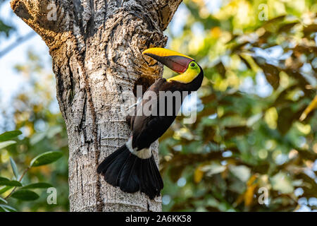 Eine gelb-throated Toucan Jagd in einem Ausgehöhlten Baum Stockfoto