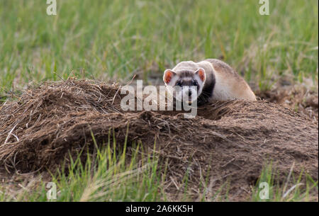 Eine gefährdete Schwarz-füßiges Frettchen auf den Ebenen von Colorado Stockfoto