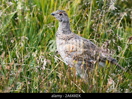 Ein Jugendlicher White-tailed Ptarmigan Küken in einer Bergwiese Stockfoto