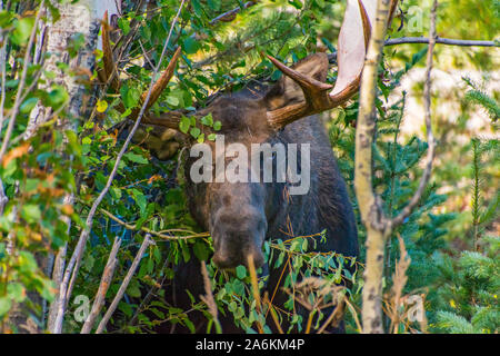 Eine große Bull Moose mit Samt Geweih Nahrungssuche auf Laub im Frühjahr Stockfoto