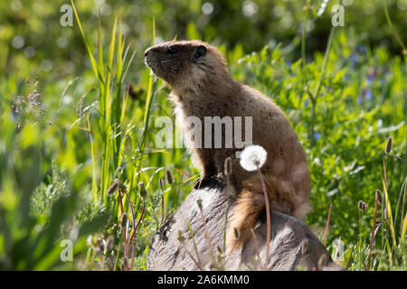 Ein Yellow-bellied Marmot thront auf einem Felsen Stockfoto