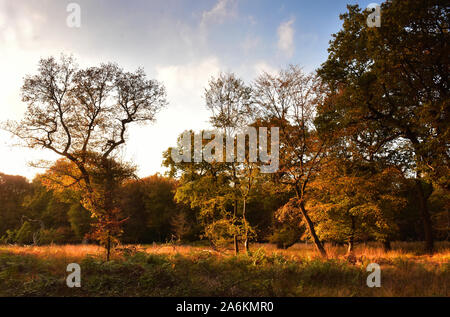Bäume im Herbst in Epping Forest, London, England Stockfoto