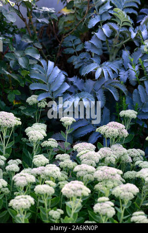 Melianthus major, silber Laub, Blätter, Hylotelephium spectabile brillant, Sedum spectabile Brillant, sedums, Fetthenne, Rosa, Blume, Blumen, Blüte, Stockfoto