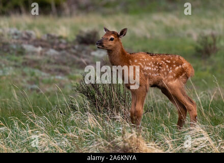 Eine entzückende Elch Kalb in einem Colorado Mountain Meadow Stockfoto