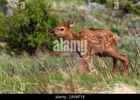 Eine entzückende Elch Kalb in einem Colorado Mountain Meadow Stockfoto