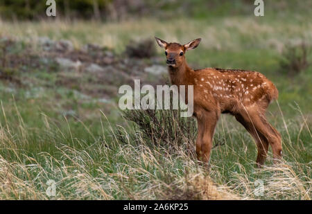 Eine entzückende Elch Kalb in einem Colorado Mountain Meadow Stockfoto